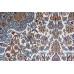 Kashmir Silk Royal