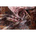 Oriental rug Hereke